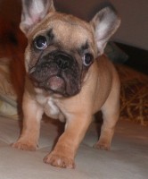 Francúzsky buldoček fawn