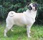 Mops 