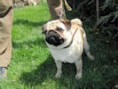 /album/fotogalerie-mops/beverly1m-jpg/